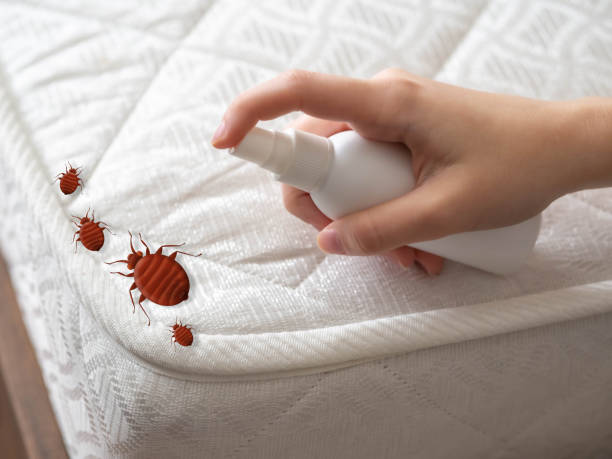 Best Insect Control  in Seven Corners, VA