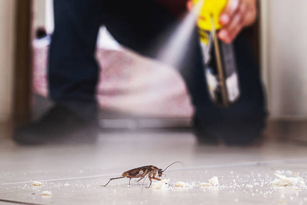 Best Termite Control Services  in Seven Corners, VA