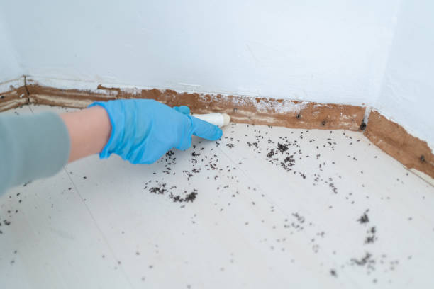 Best Pest Control for Restaurants  in Seven Corners, VA